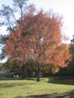 Commemorative Tree Program